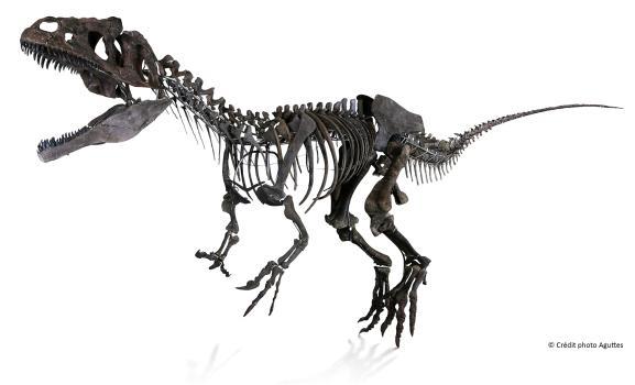 Photo miniature squelette de dinosaure carnivore